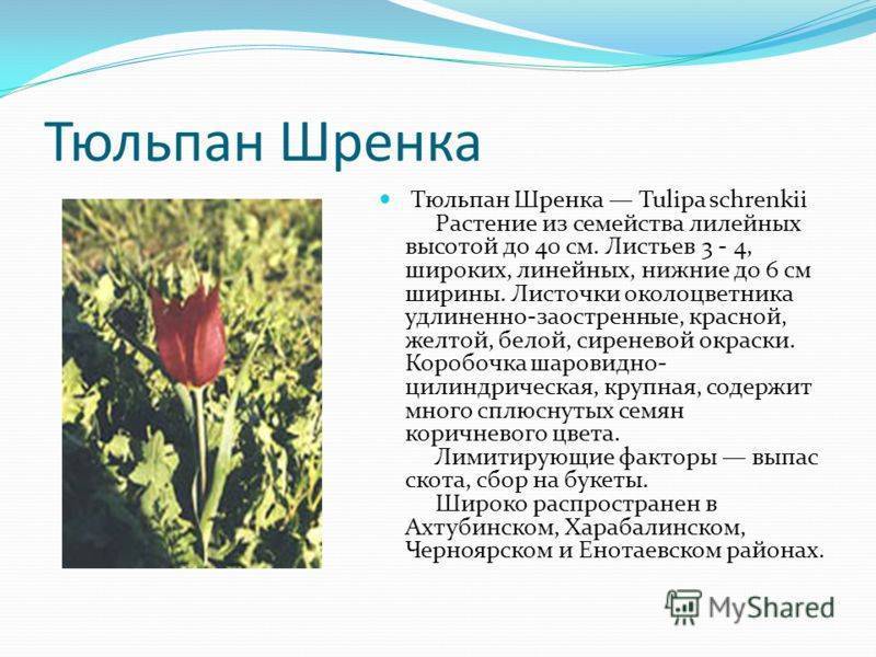 Тюльпаны шренка: краткое описание вида и особенности его выращивания