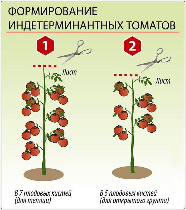 Низкорослые томаты (помидоры) для открытого грунта — лучшие сорта помидоров без пасынкования