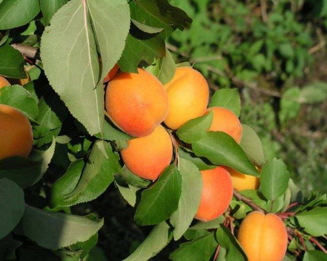 Описание абрикоса сорта «фаворит»: фото, отзывы