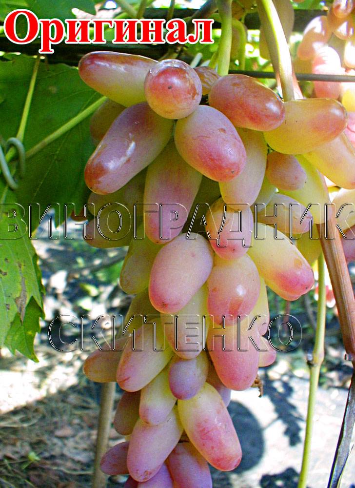 Лучшие сорта розового винограда: плюсы и минусы, отзывы виноградарей