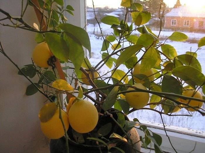 У лимона опадают листья: причины и как этого избежать