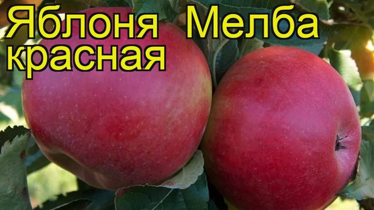 Саженцы яблони мельба фото и описание