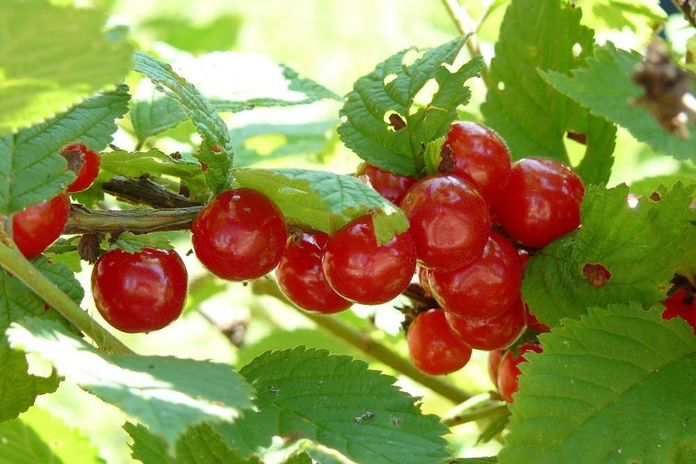 Войлочная вишня, описание сортов и условия выращивания плодовой культуры