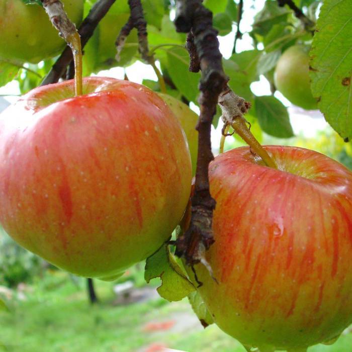 Описание сорта яблони ветеран: фото яблок, важные характеристики, урожайность с дерева