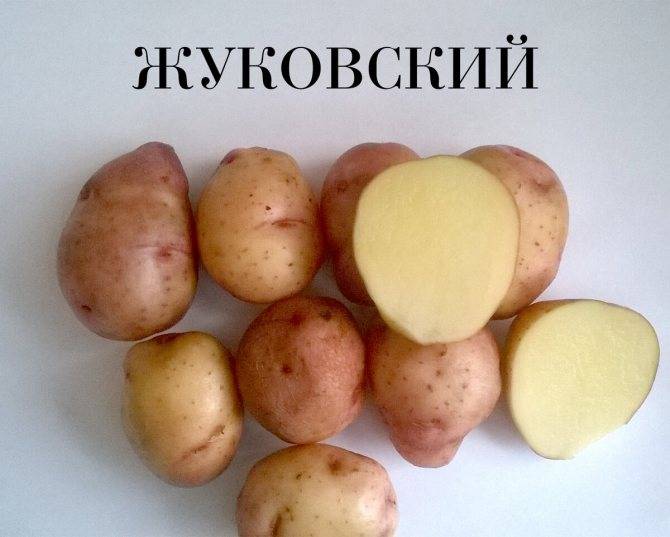 Картофель "удача": описание и характеристика сорта, фото, отзывы