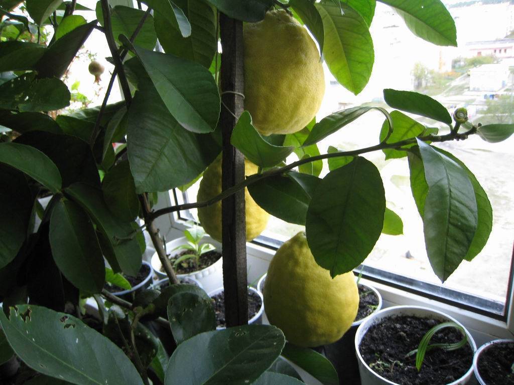 Павловский лимон: уход в домашних условиях, описание сорта и фото, а также размножение, вредители и болезни растения