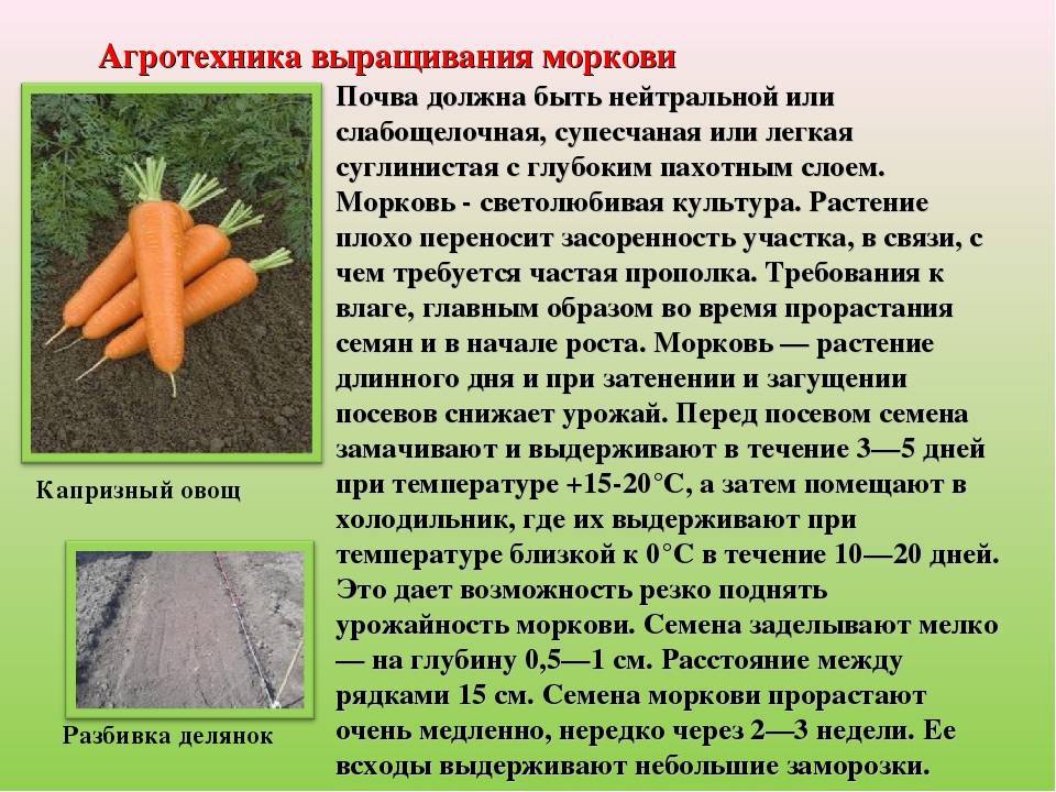 Лучшие сорта моркови для подмосковья для посадки в открытый грунт