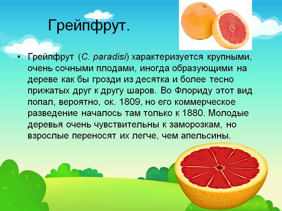 Польза грейпфрута для здоровья. Чем полезен грейпфрут для организма. Чем полезен грейпфрут. Грейпфрут презентация. Чем полезен грейпфрут для организма женщины.