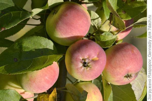 Яблоня осенняя радость: описание и характеристика сорта, особенности посадки и ухода за деревом на участке, фото | сортовед