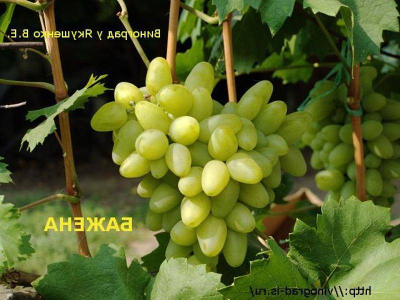Виноград бажена описание сорта с фотографиями