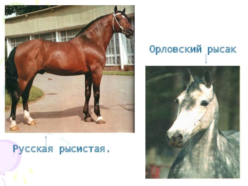 ᐉ рысистые породы лошадей: характеристика, описание - zooon.ru
