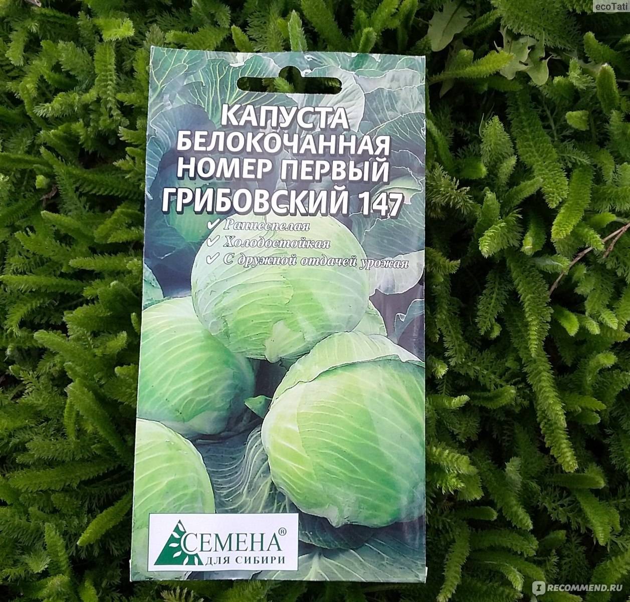 Лучшие ранние сорта капусты белокочанной для россии