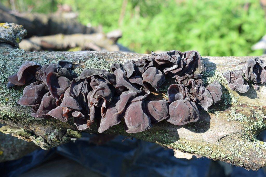 Черный древесный гриб муэр («древесные ушки», или «иудино ухо»)
