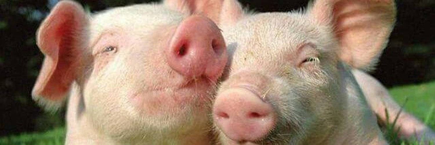13 свиней. Породы свиней для домашнего разведения. Выращивание свиней фото.