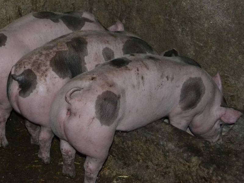 Пьетрен - порода свиней: характеристика, описание, фото, отзывы
