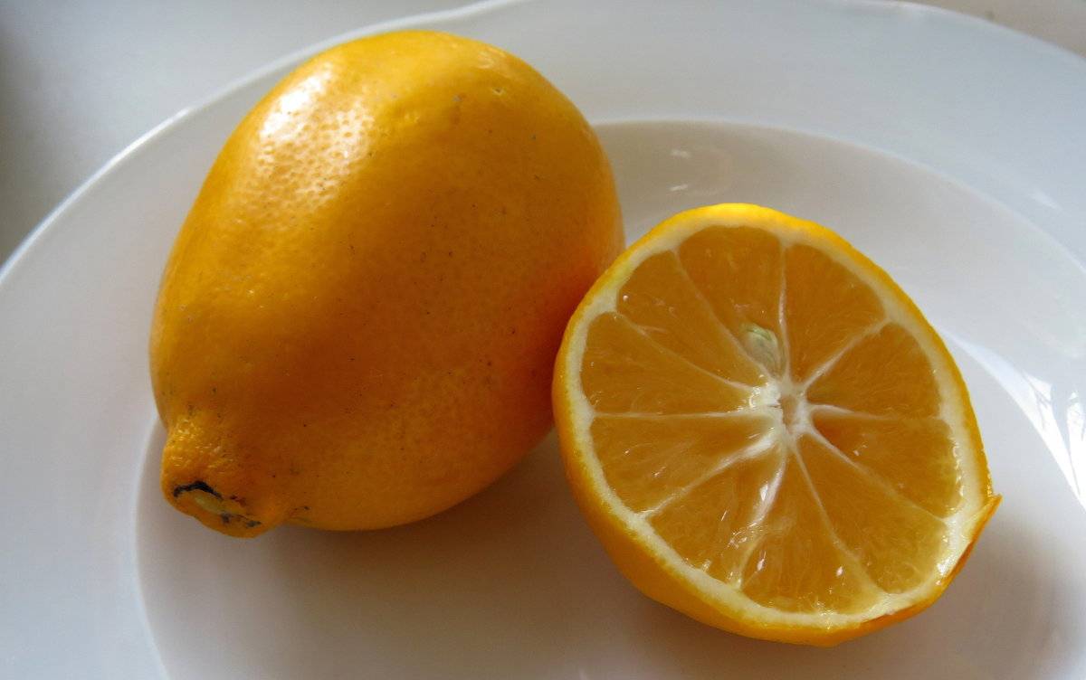 Цитрусовый гибрид мандарина и апельсина — сорта