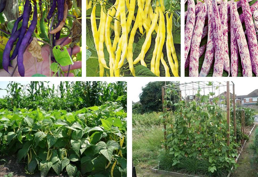 Спаржевая фасоль: выращивание и уход, в том числе как вырастить в открытом грунте