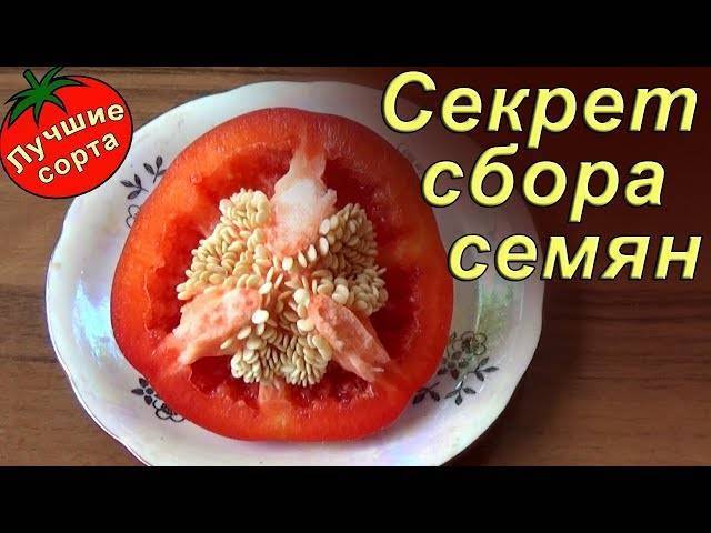 ᐉ как заготовить семена сладкого перца - godacha.ru