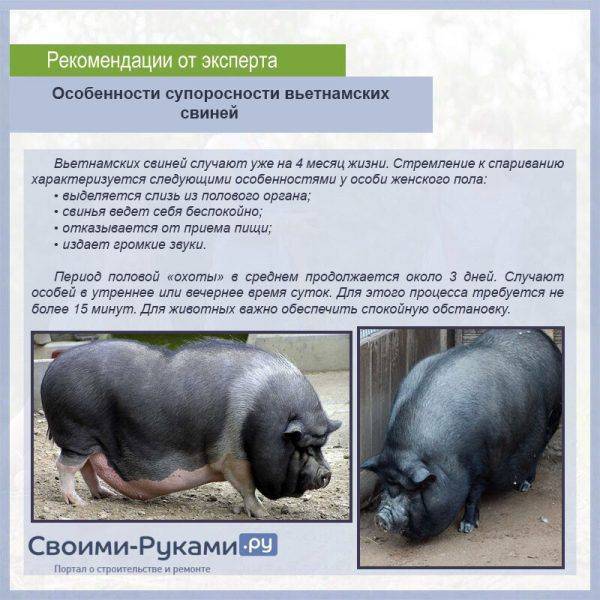 Половозрелость свиней: когда наступает, сколько длится