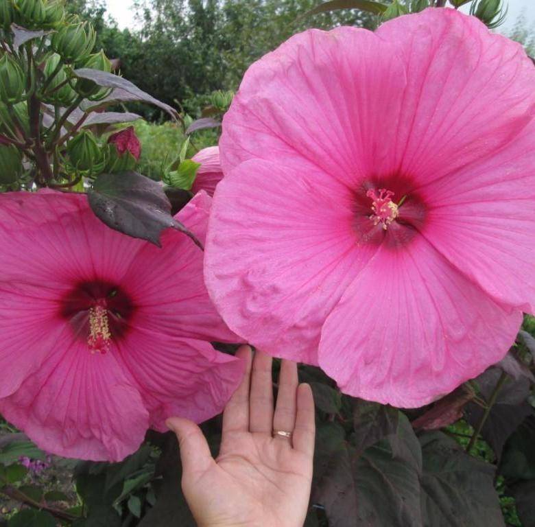 Гибискусы садовые: 4 вида, которые можно вырастить в цветнике в подмосковье и севернее