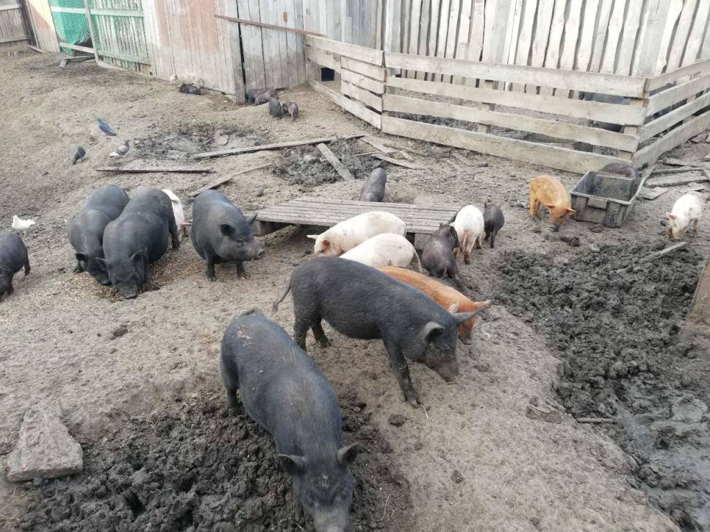 Порода свиней кармалы: характеристика поросят и отзывы