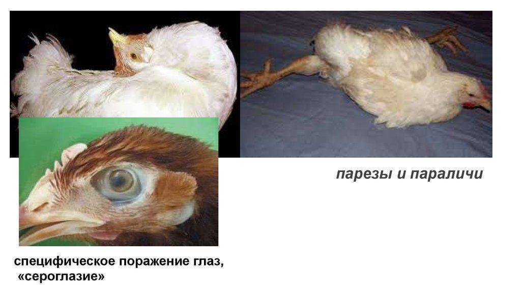 Болезнь марека у птицы: причины, симптомы и лечение | компания nita-farm