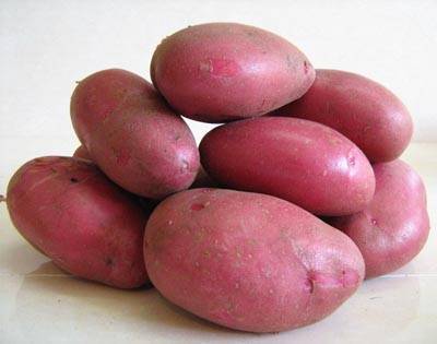 Картофель рокко: описание сорта, фото, посадка, выращивание, сбор и хранение урожая
