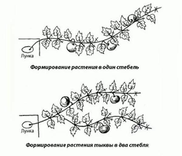 Схема формирования дыни в открытом грунте