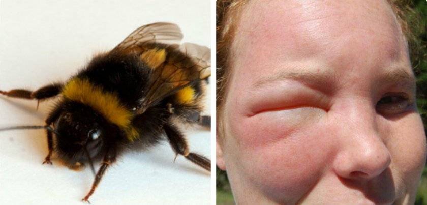 Отличия пчелы от осы
