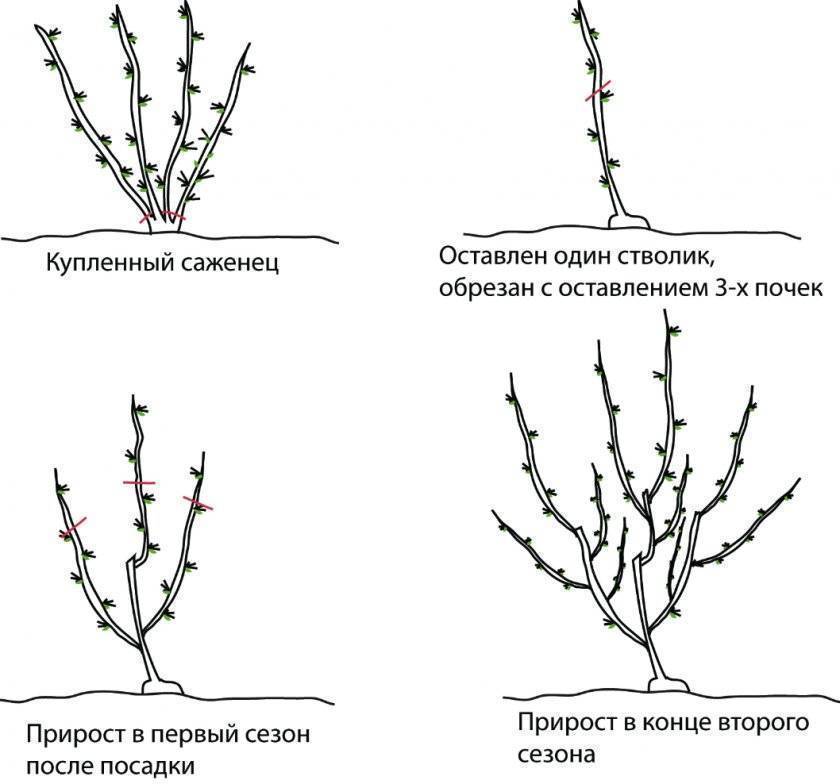 Обрезка крыжовника весной для начинающих в картинках пошагово