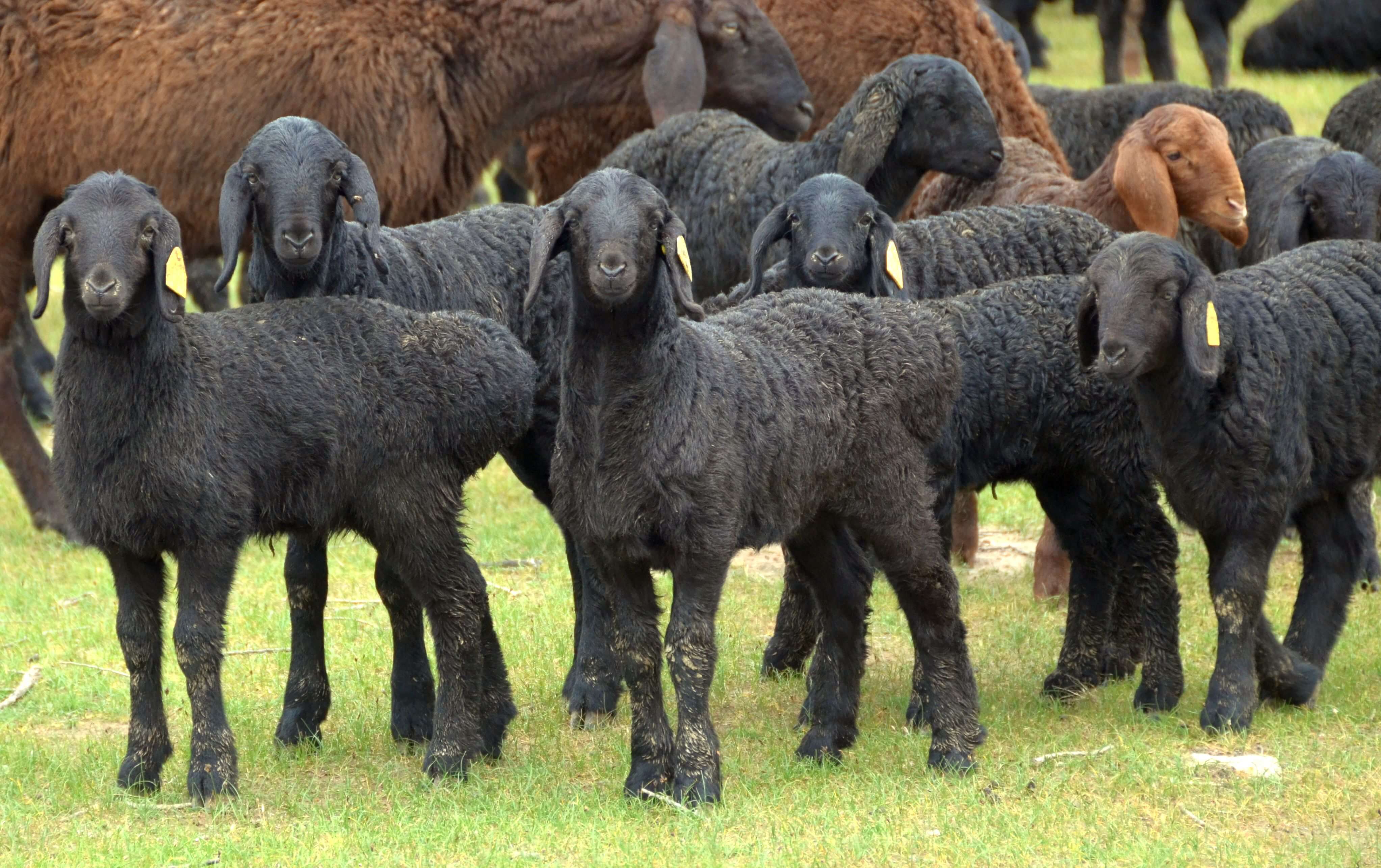 Гиссарская порода овец: характеристика, особенности разведения, самые большие в мире бараны