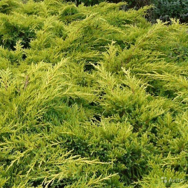 Можжевельник средний (пфитцериана, juniperus pfitzeriana): описание сорта, фото, отзывы
