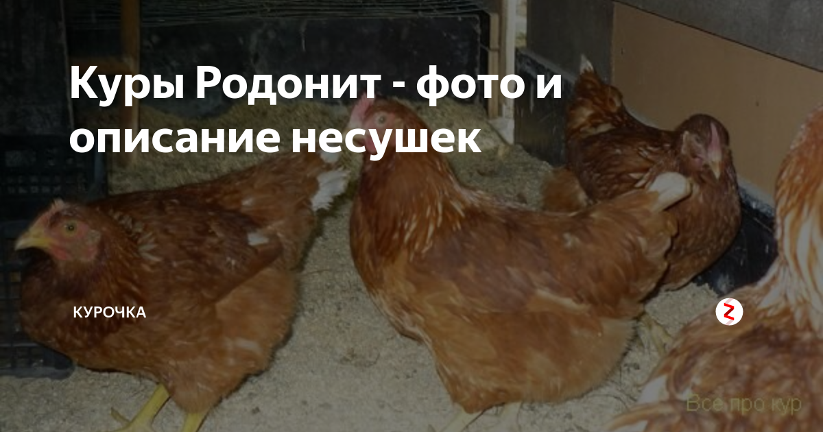 Родонит куры описание отзывы