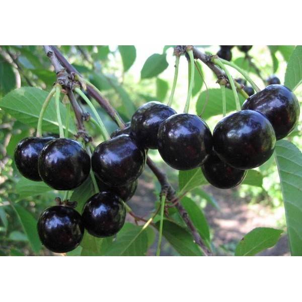 Крупноплодная и вкусная черешня дайбера черная — описание сорта, фото
