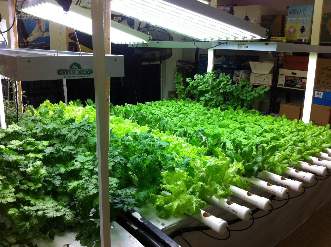 Зелень дома на гидропонике - схемы установок для выращивания своими руками