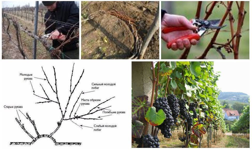 Главные секреты успешной зимовки винограда
