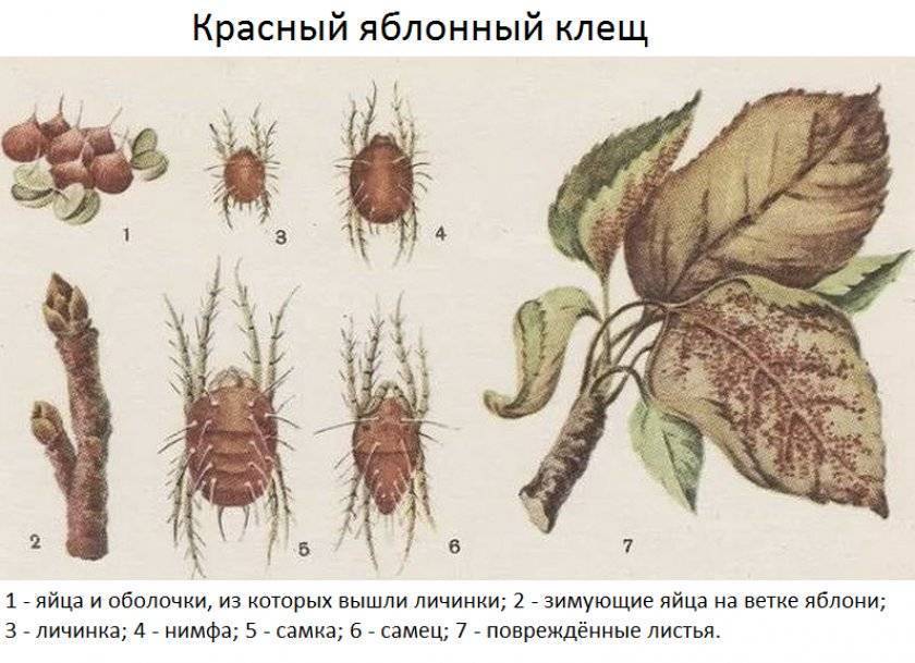 Клещи на яблоне фото описание и лечение