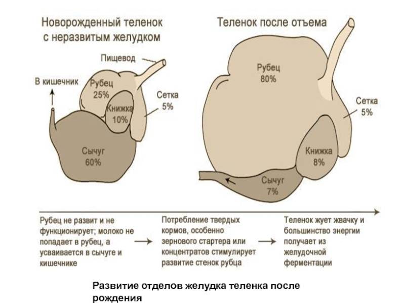 Рубец у коровы: причины заболеваний и методы лечения
