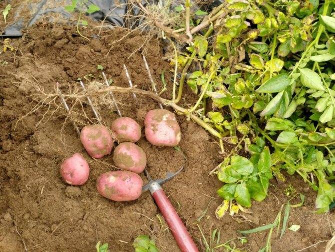 Картофель мерлот: характеристика и особенности выращивания сорта