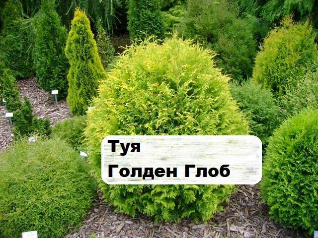 Туя западная голден глоб: фото, отзывы, описание, характеристики.