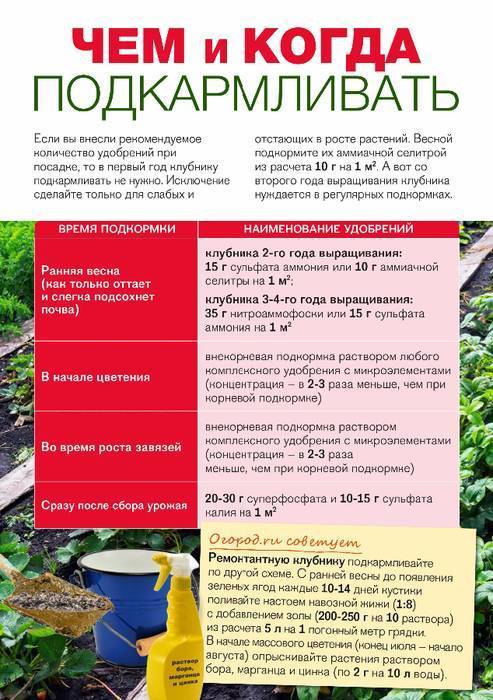 Правила посадки озимого чеснока для отличного урожая: разбираем по шагам