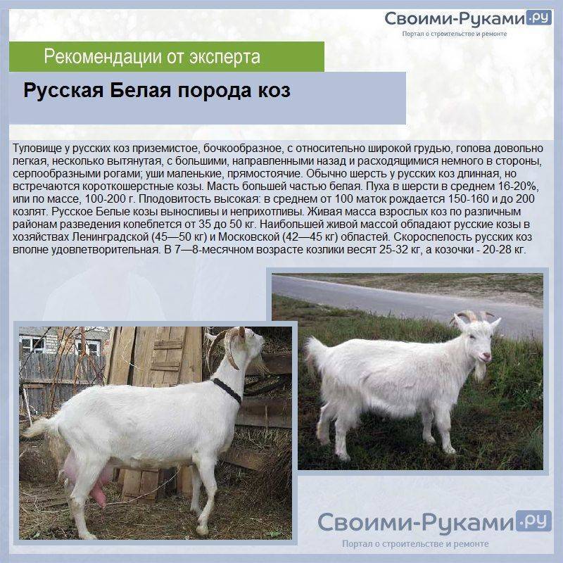 Топ-35 пород коз с кратким описанием каждого вида
