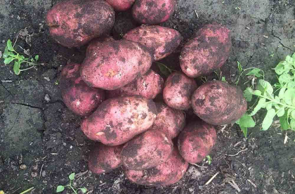 Сорта картофеля для сибири