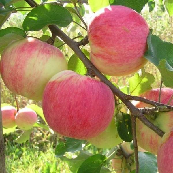 Сорта опылители для яблони краса свердловска