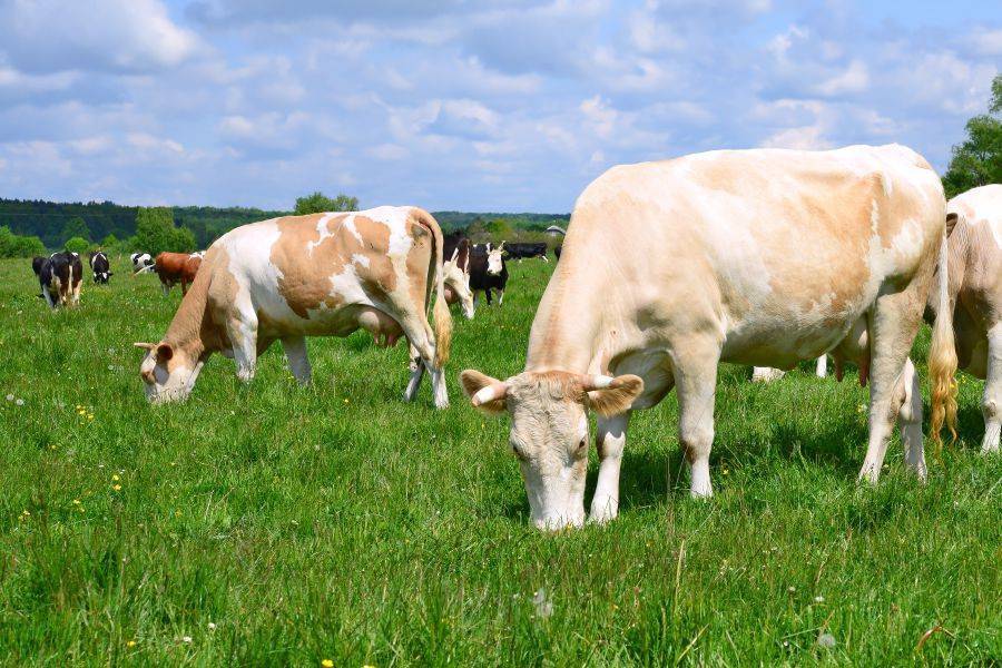 Симментальская корова: условия и перспективы разведения