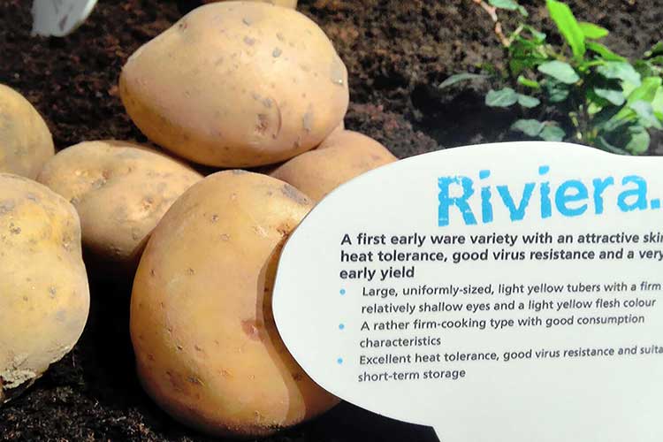 Картофель ривьера: описание сорта, отзывы, характеристика