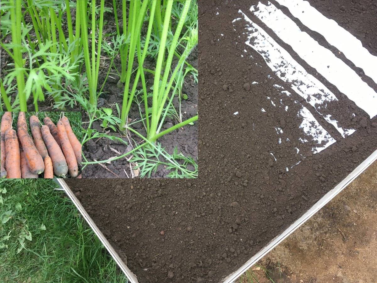 Как посадить и вырастить вкусную морковь на грядках