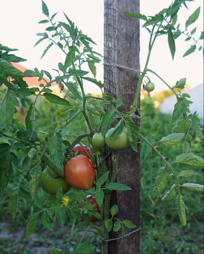 Сорт томата лучший в этом сезоне, топ-5 сортов для открытого грунта