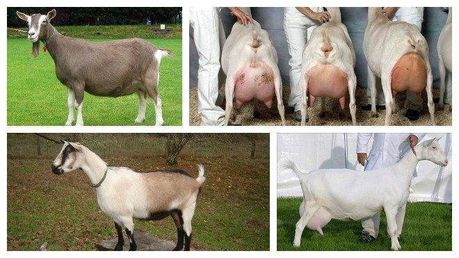 Каких коз молоко без запаха. Чистокровная зааненская коза. Коза дойная зааненская молочная. Чешская дойная коза. Зимостойкие породы коз.
