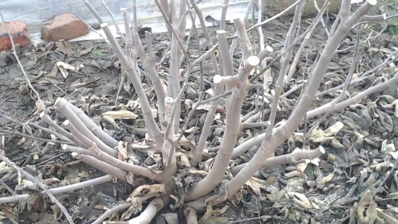 Выращивание инжира на кубани. формировка инжира в условиях краснодарского края. подготовка к зиме